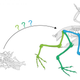 A reliable reconstruction of quail hip mobility using existing ligaments, and not just bone.